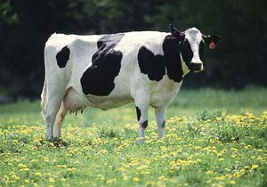 كاربرد نمره وضعیت بدن در مدیریت گله های گاو شیری