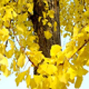 ژینكگو Ginkgo