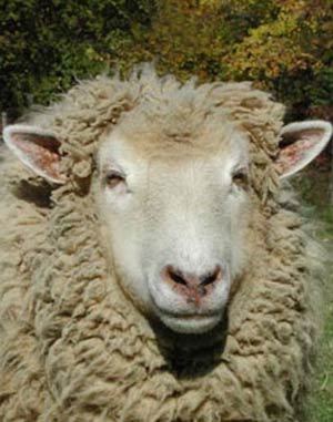 مروری بر تشخیص آبستنی, زایمان و مرحله پس از زایمان در گوسفند