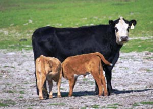 اثرات پروتئین و انرژی مصرفی بر تولیدمثل در گاوهای شیری