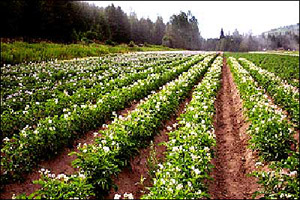 کشاورزی ارگانیک, رشد و توسعه پایدار تجربه اتیوپی