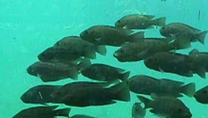 سیستم عرضه زنده ماهی مزایا, معایب, چشم انداز سرمایه گذاری