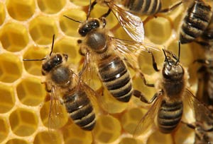 شرایط محیطی زنبور عسل