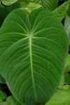 اثر تنظیم کننده های رشد و نوع ریز نمونه در کالزایی و باززایی گیاه Anthurium andreanum Var Tropical