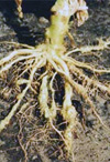 بررسی کنترل بیولو ژیک نماتد مولد گره ریشه Meloidogyne javanica توسط Trichoderma viride