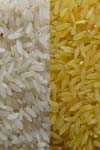 بررسی شاخص های انتخاب در ارقام برنج