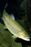 تاثیر وزن بر قابلیت تنظیم اسمزی در بچه ماهیان آزاد دریای خزر Salmo trutta caspius