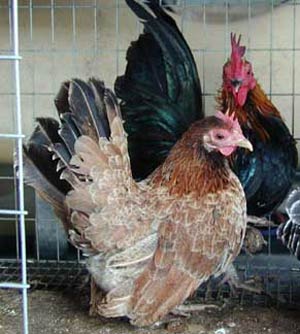 چرا مرغهای کور بیشتر تخم می گذارند