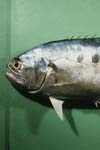 شاخصهای رشد و میزان مرگ و میر ماهی سارم Scomberoides commersonnianus در سواحل جنوب شرقی ایران