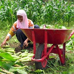 زنان و عوامل مؤثر در كشاورزی پایدار