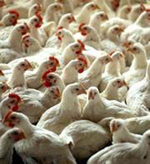 بررسی فرآیند تنظیم بازار گوشت مرغ