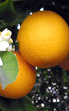 بهینه سازی فرآیند استخراج روغن های اساسی پوست تازه میوه نارنج با روش استخراج با کربن دی اکسید فوق بحرانی