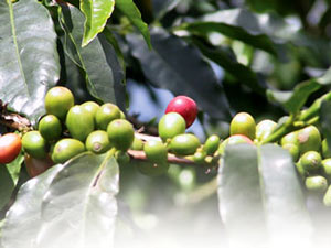 قهوه در کلمبیا