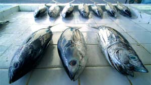 نقش ماهی در تغذیه و تنوع قاره ای, منطقه ای, كشوری, ساحلی و غیرساحلی