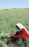 بررسی اثرات اعتبارات خرد بر اشتغال زنان روستایی استان زنجان