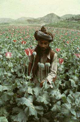 افغانستان و اقتصاد تریاك