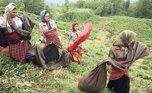 پایگاه زنان روستایی با كار افزایش می یابد