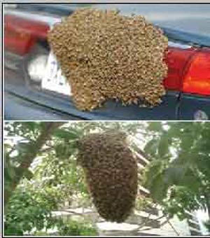 بیوتكنولوژی و گردافشانی و افزایش تولید زنبورستانها