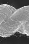 تولید نانوالیاف پلیمری به روش الکتروریسندگی و تأثیر قطر الیاف بر خواص ساختاری آن