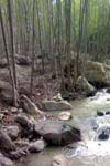 نقش خصوصیات فیزیکی و شیمیایی خاک در توده های بلند مازوی جنگلهای حوزه گلندرود غرب مازندران
