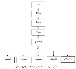 سلول استعاره ای از سازمان