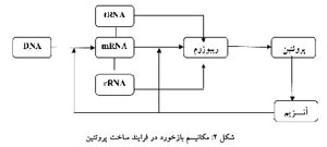 سلول استعاره ای از سازمان