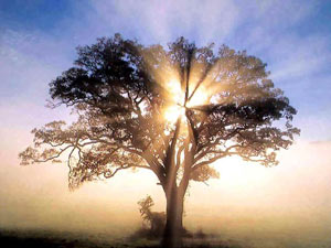 درخت, رمز زندگی
