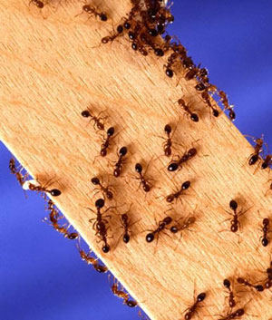 ۹ راهکار برای دور کردن مورچه ها از گوشه و کنار خانه