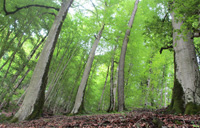 جنگل دوهزار, طبیعتی که حالتان را خوب می کند