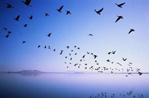 رازهای مهاجرت پرندگان
