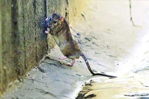 لشکرکشی موش ها در شهر