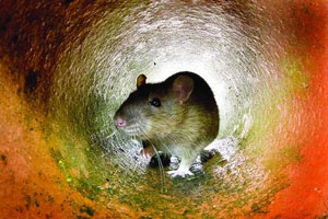 موش ها چه آسیب هایی به زندگی شهری می زنند