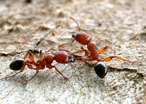 دروس دعوی واخلاقی از زندگی مورچه