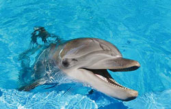 راز سرعت خارق العاده دلفین ها