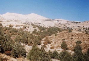 جنگلهای مناطق کوهستانی ناحیه ایران تورانی