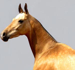 نژادهای اسب ترکمن