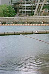 تجربه ای تلخ از آلودگی آب در ژاپن