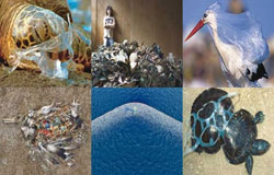 دفن میلیون​ها تن زباله پلاستیکی در دل اقیانوس آرام