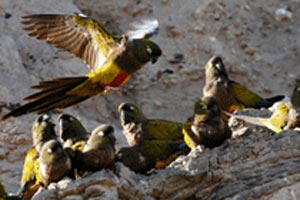 حفاظت از کلنی طوطی های آرژانتین