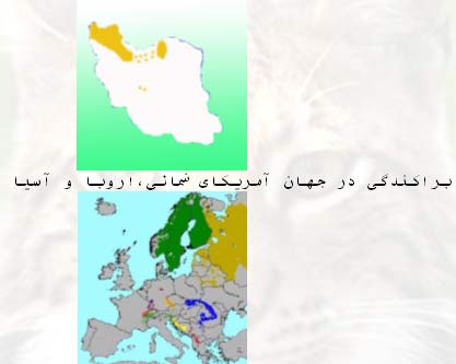 سیاه گوش ایران