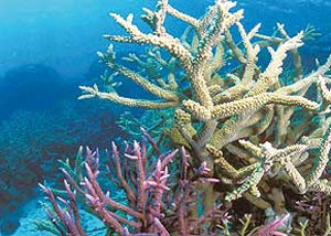 آبسنگ های مرجانی و تغییرات اقلیم جهانی
