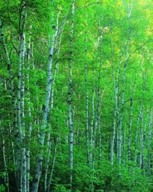 تعریف جنگل و انواع آن