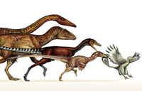 دایناسورها چگونه به پرندگان امروزی تبدیل شدند