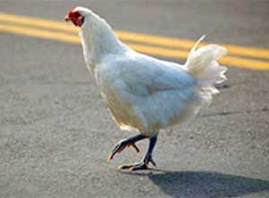 چرا مرغها از میان جاده عبور میکنند