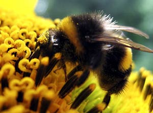 شیوه ی زندگی زنبور عسل