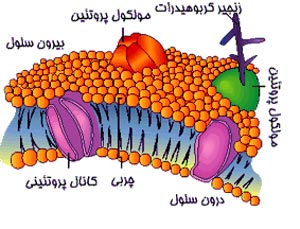 اجزای سلول