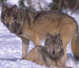 برقراری ارتباط دانشمندان با گرگ ها
