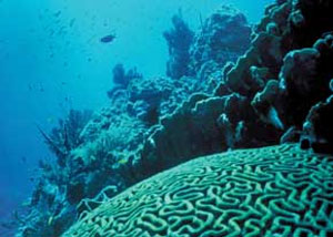 مقاومت مرجان ها در برابر اسیدی شدن