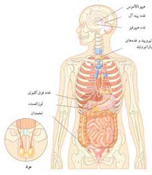 غدد درون ریز