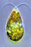 اثر کادمیوم در حضور غلظت های مختلف نمک NaCl بر روی شاخص های رشد در جلبک سبز تک سلولی Dunaliella salina